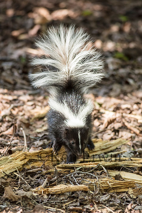 Young Striped Skunk