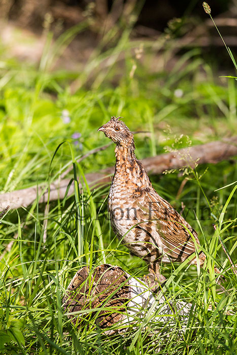 Ruffed-grouse