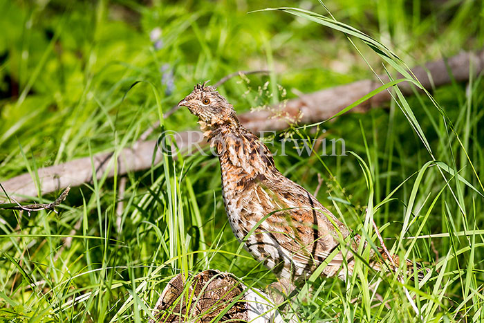 Ruffed-grouse