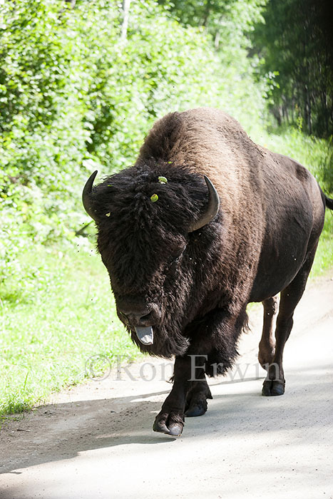 Plains Bison