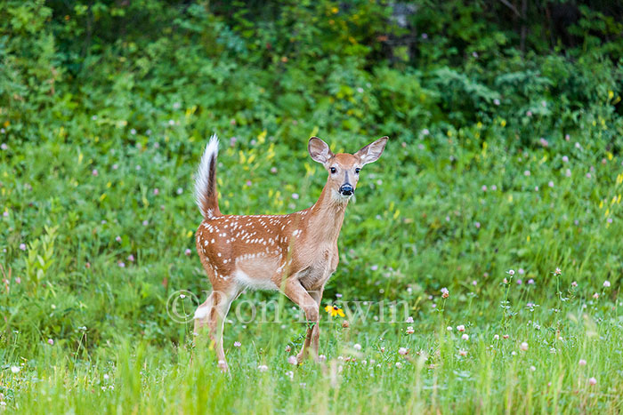  White-tailed Deer Fawn