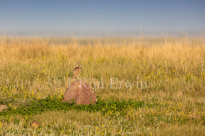 Burrowing Owl
