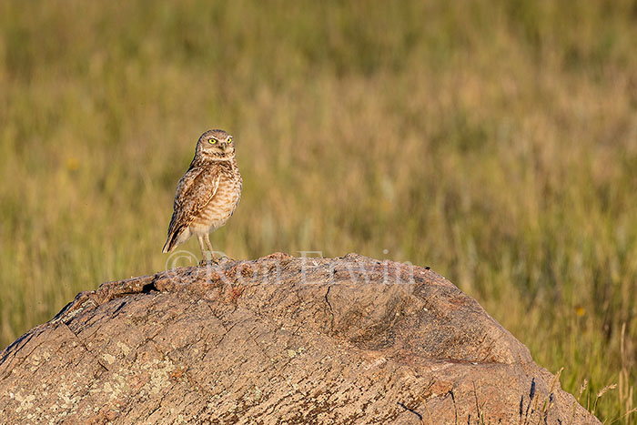 Burrowing Owl