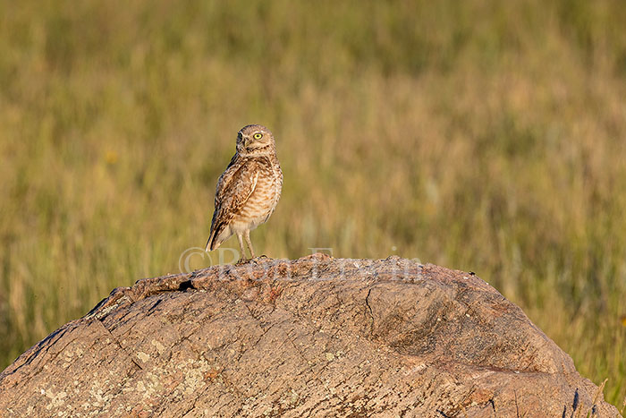 Burrowing Owl