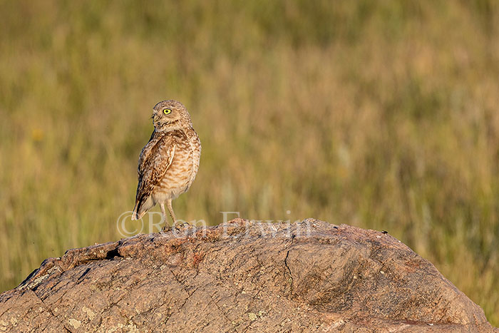 Burrowing Owl
