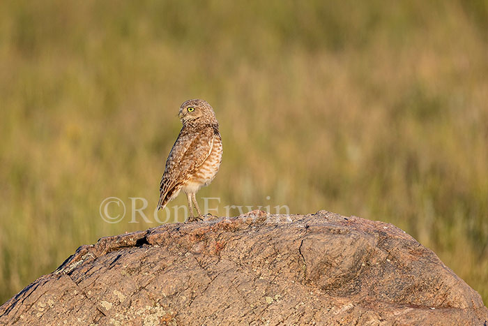 Burrowing Owl