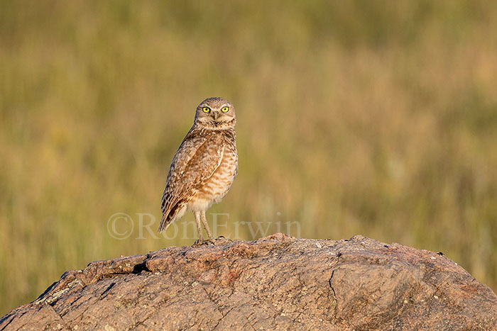 Burrowing Owl