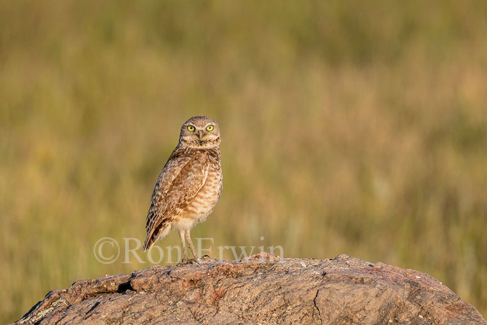 Burrowing Owl