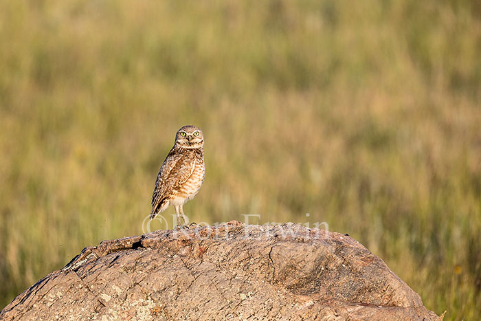Burrowing Owl