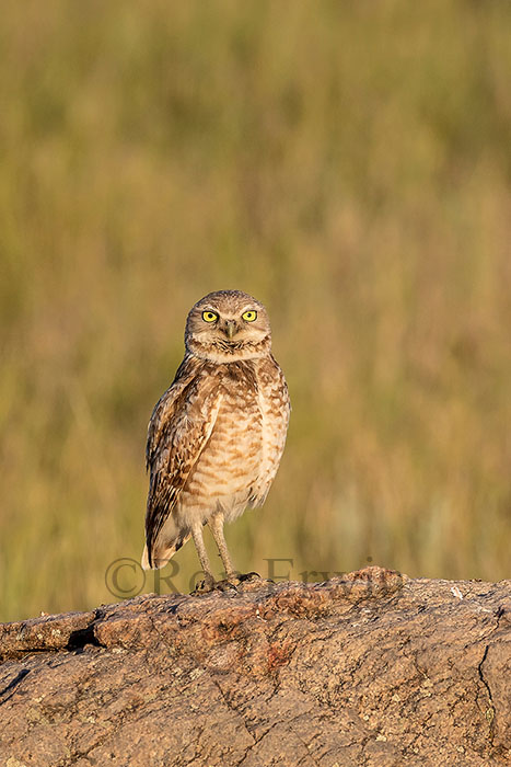 Burrowing Owl