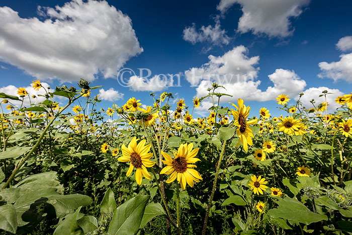 Sunflowers in the Land of the Living Skies