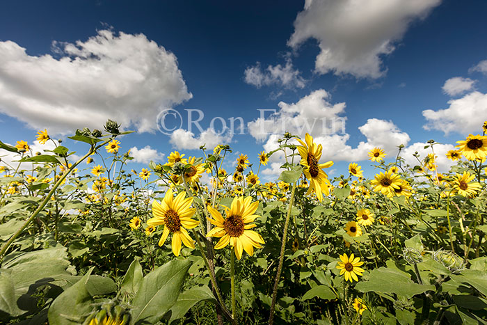 Sunflowers in the Land of the Living Skies