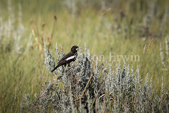 Breeding Male Lark Bunting