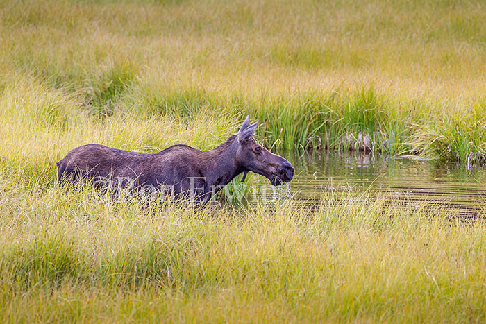 Cow Moose