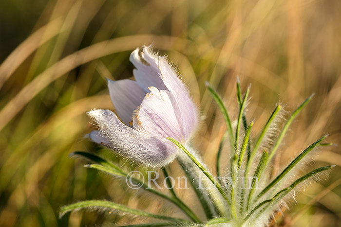Prairie Crocus