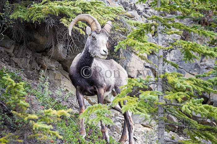 Stone Sheep Ram