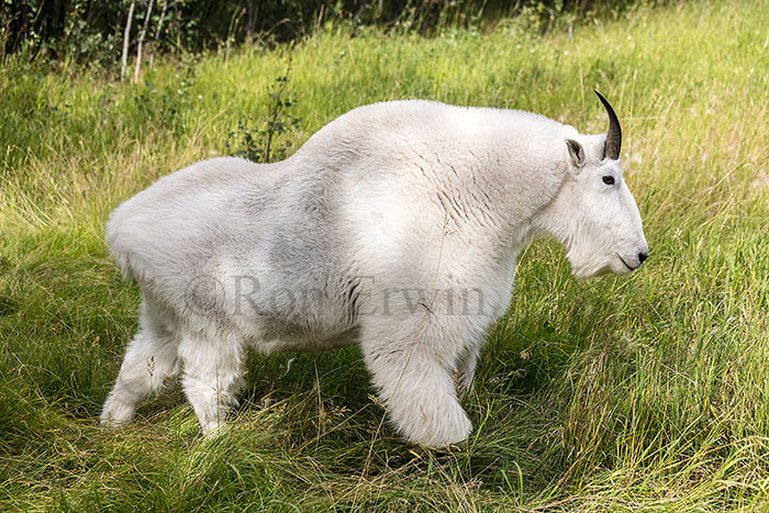 Billy Mountain Goat