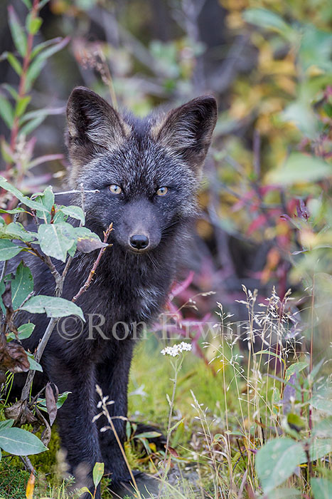 Young Silver Fox (Red Fox)