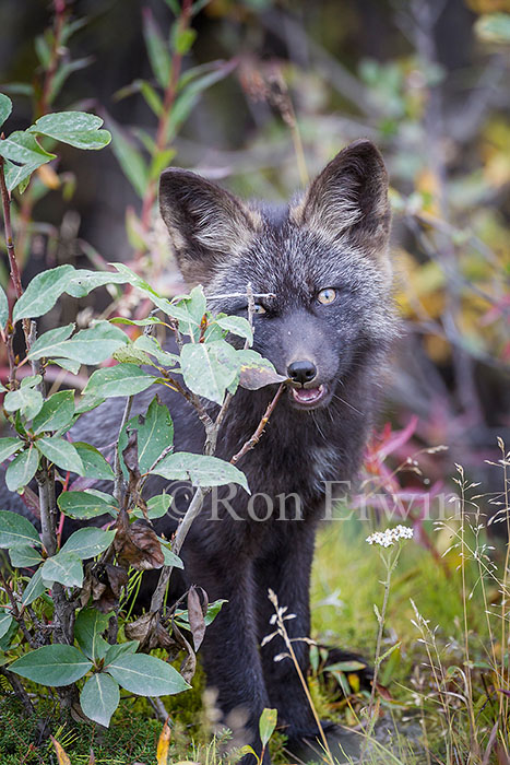 Young Silver Fox (Red Fox)
