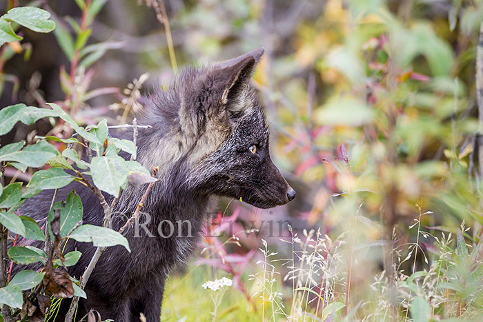 Young Silver Fox (Red Fox)