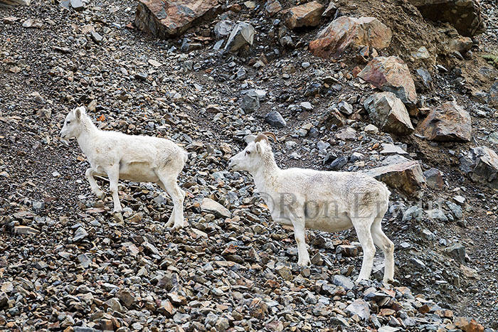 Dall Sheep, Yukon