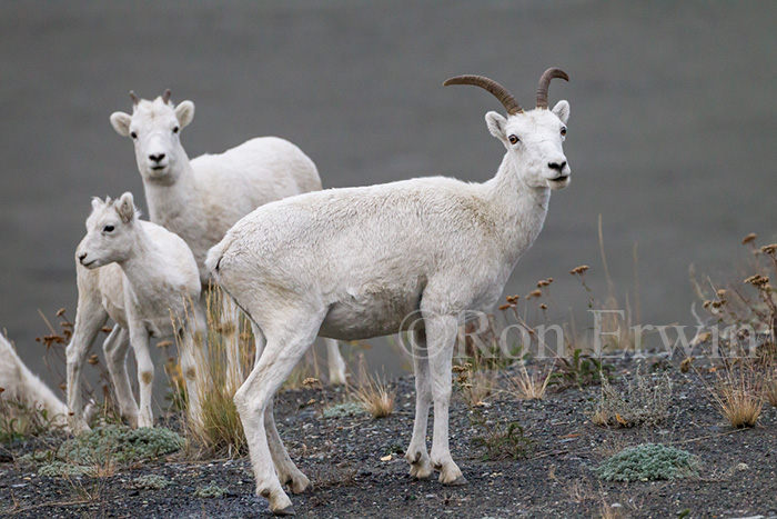 Dall Sheep, Yukon