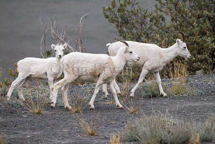 Dall Sheep Ewe & Lambs
