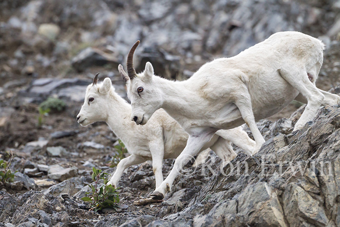 Dall Sheep, Yukon