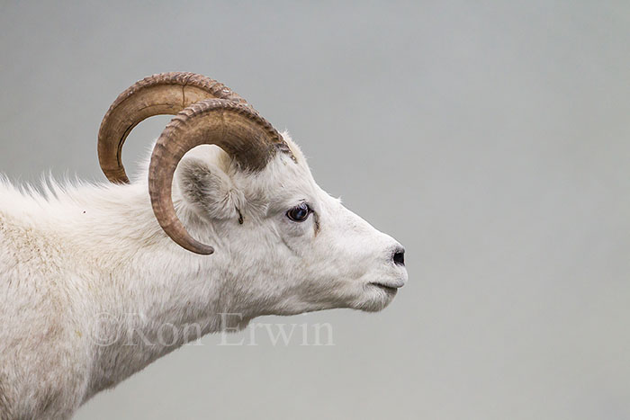 Dall Sheep Ram, Yukon