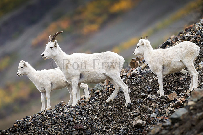 Dall Sheep, Yukon