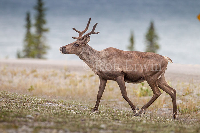 Woodland Caribou
