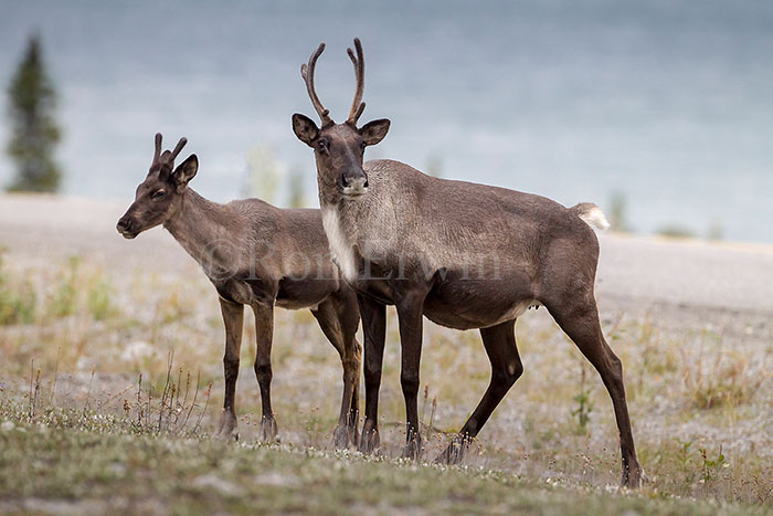 Woodland Caribou