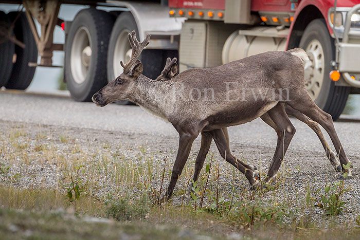 Woodland Caribou