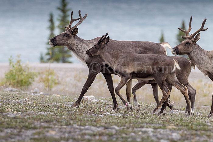 Woodland Caribou
