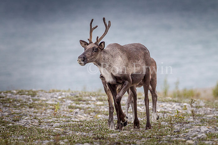 Woodland Caribou
