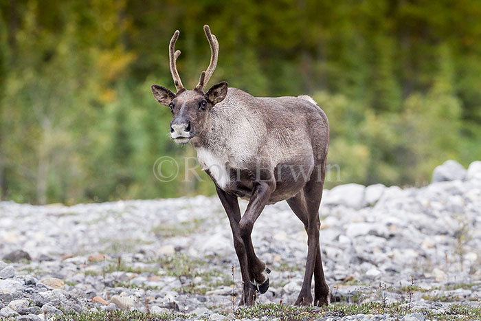 Woodland Caribou