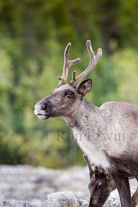 Woodland Caribou