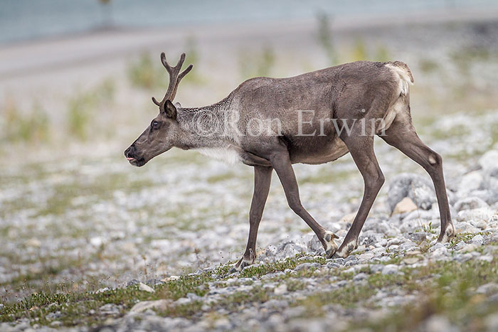Woodland Caribou