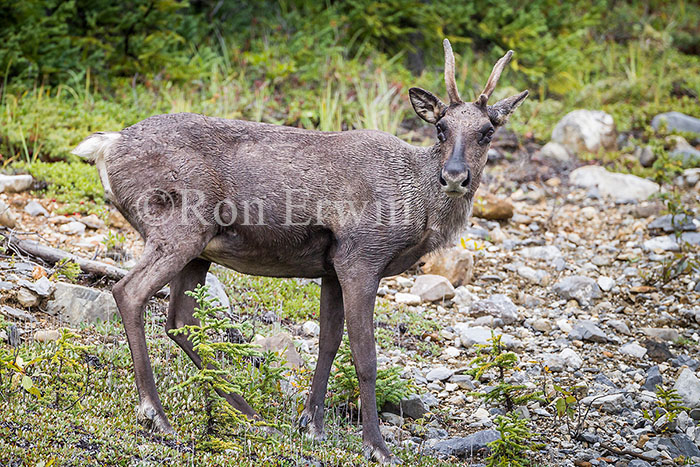 Woodland Caribou