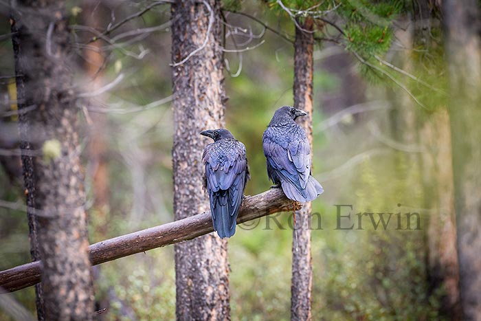 Ravens