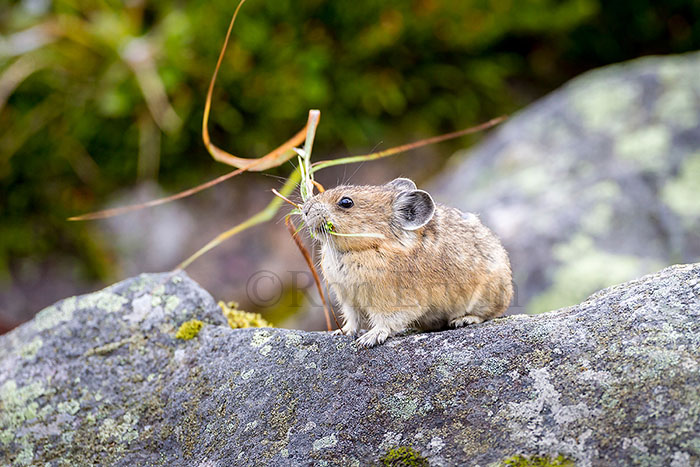 American Pika