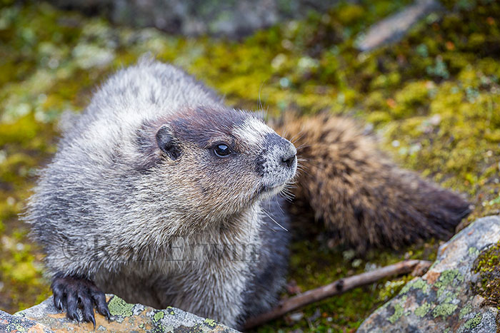 Hoary Marmot