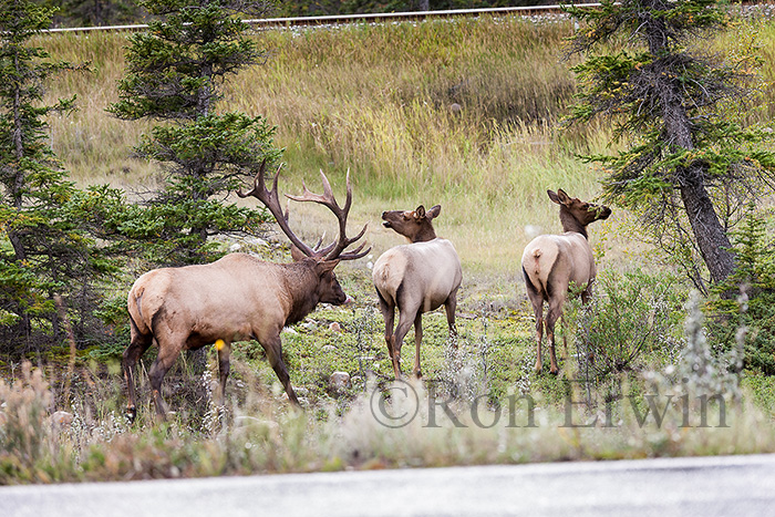 Elk or Wapiti Herd