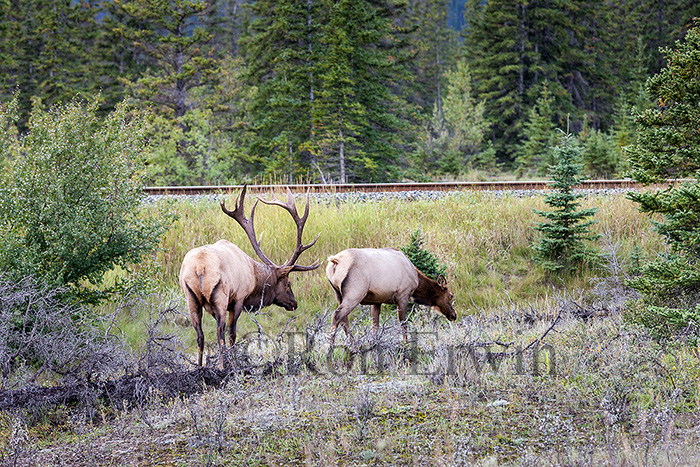 Elk or Wapiti Herd