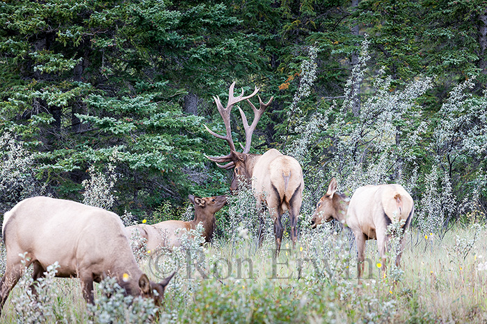 Elk or Wapiti Herd