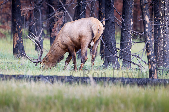 Bull Elk in Burn Area
