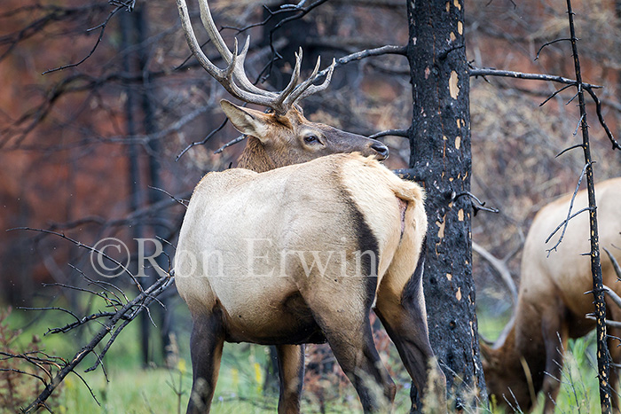 Bull Elk in Burn Area
