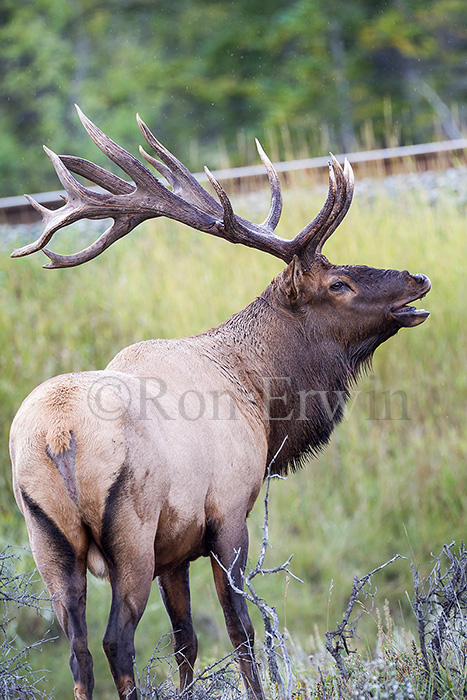 Bull Elk or Wapiti