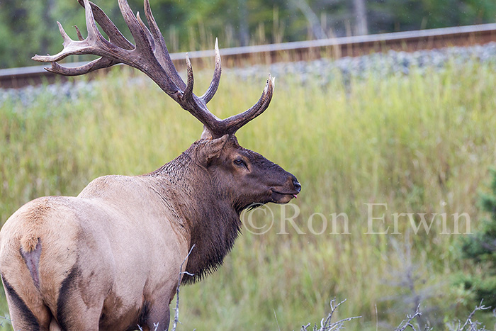 Bull Elk or Wapiti