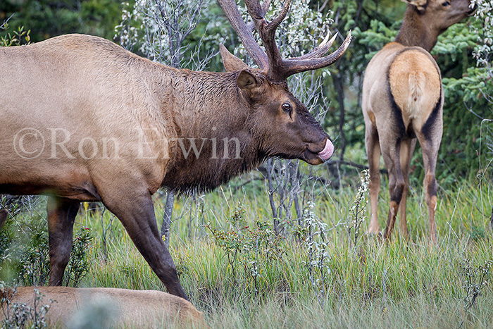 Bull & Cow Elk